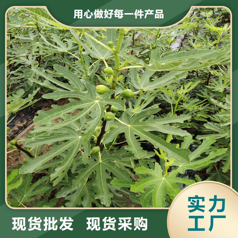【 无花果 苹果苗源头厂家】|杏树苗-轩园园艺场(张家界市分公司)