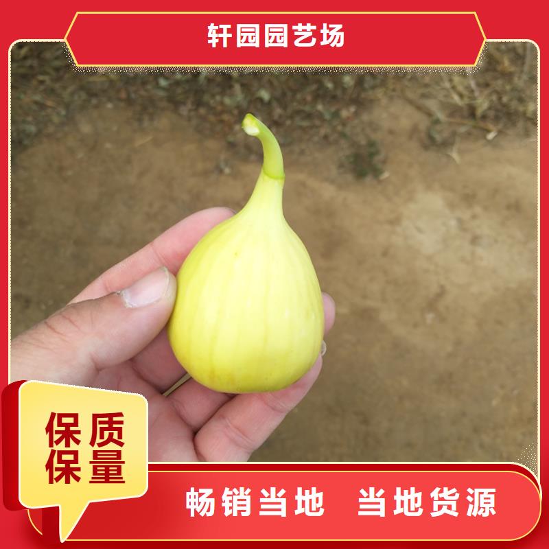 无花果无花果苗源厂直接供货