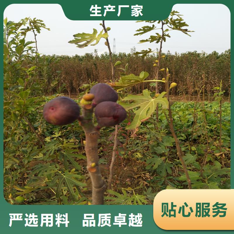无花果樱桃苗老品牌厂家