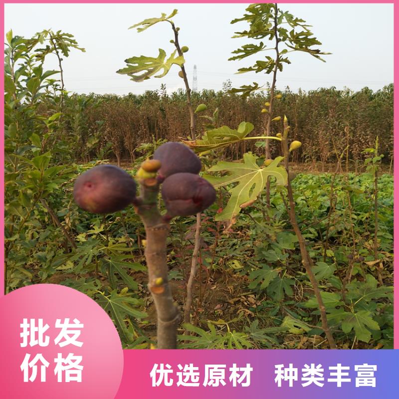 【 无花果 苹果苗源头厂家】|杏树苗-轩园园艺场(张家界市分公司)