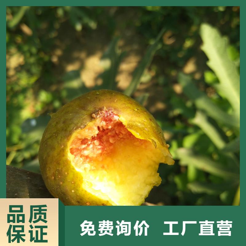 杏树苗视频-湖南省张家界市轩园杏树苗可服务区域桑植|武陵源|益阳|永州|湘潭|湘西等