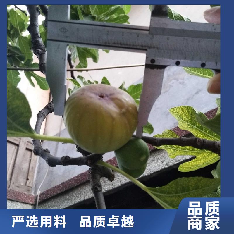 轩园杏树苗无花果-【苹果苗】用的放心gdsgd.com