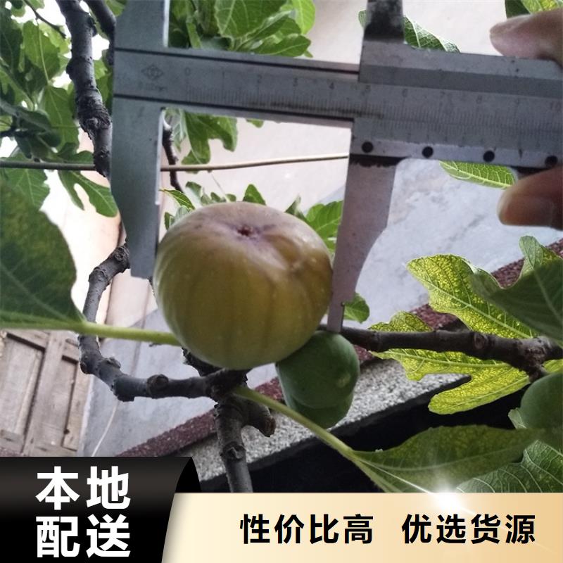轩园杏树苗无花果-【苹果苗】用的放心gdsgd.com