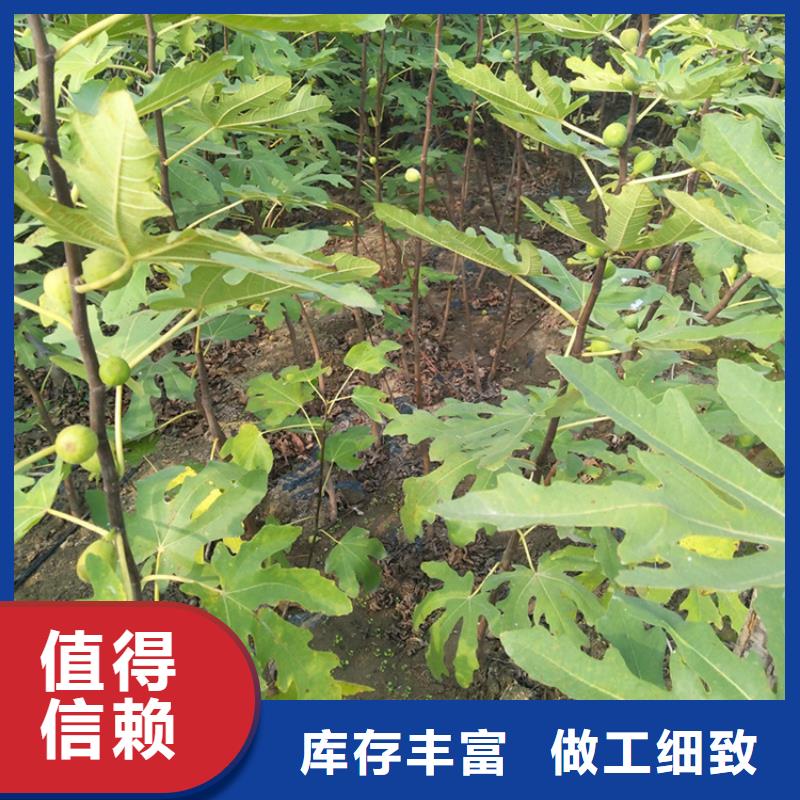 【 无花果 苹果苗源头厂家】|杏树苗-轩园园艺场(张家界市分公司)
