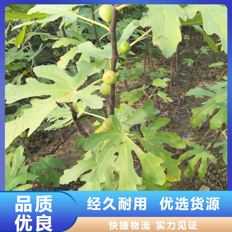 无花果樱桃苗支持定制加工