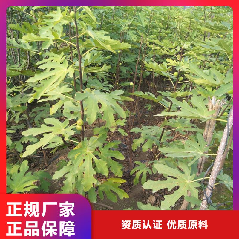【无花果石榴树苗厂家直发】
