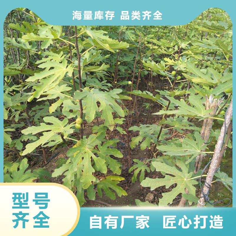轩园杏树苗无花果-【苹果苗】用的放心gdsgd.com