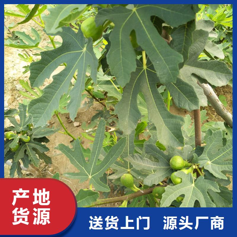 无花果无花果苗源厂直接供货