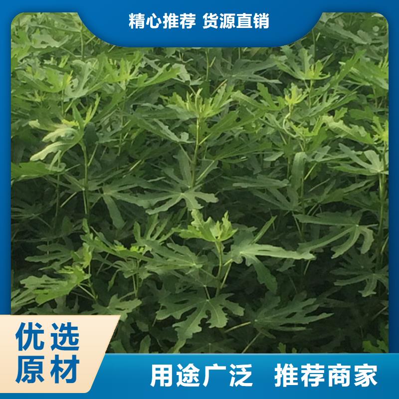 轩园杏树苗无花果-【苹果苗】用的放心gdsgd.com