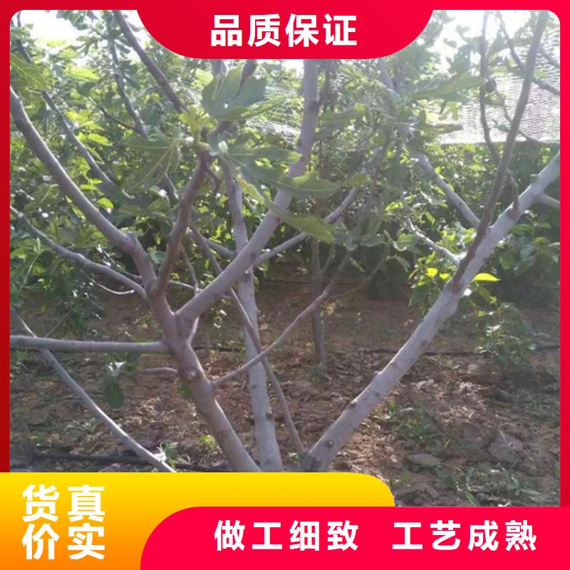 无花果樱桃苗支持定制加工