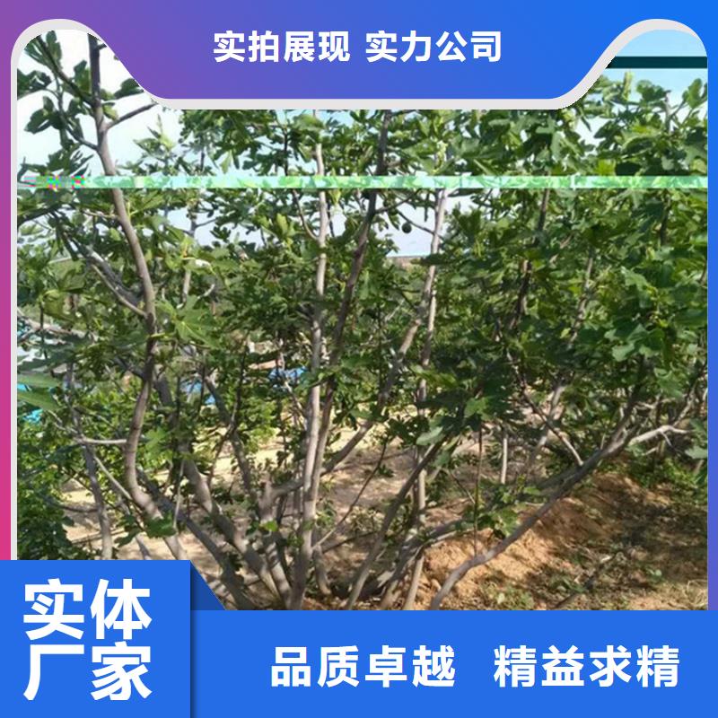 【无花果石榴树苗厂家直发】