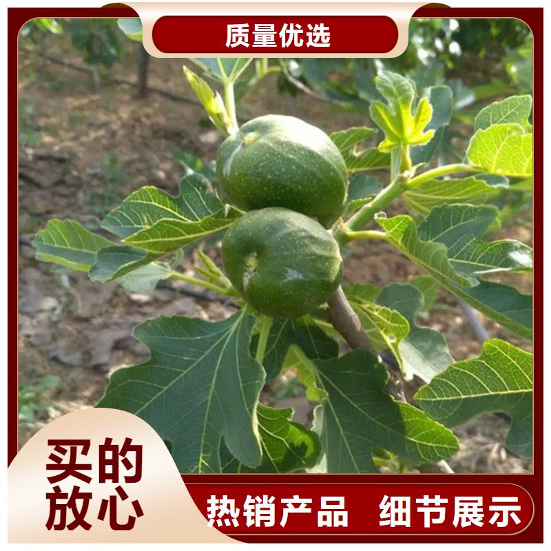 【无花果石榴树苗厂家直发】