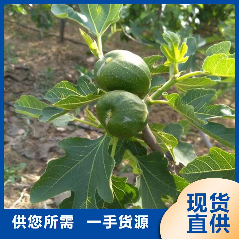 无花果无花果苗源厂直接供货