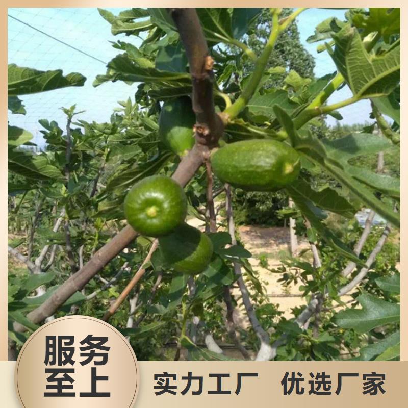 【无花果石榴树苗厂家直发】
