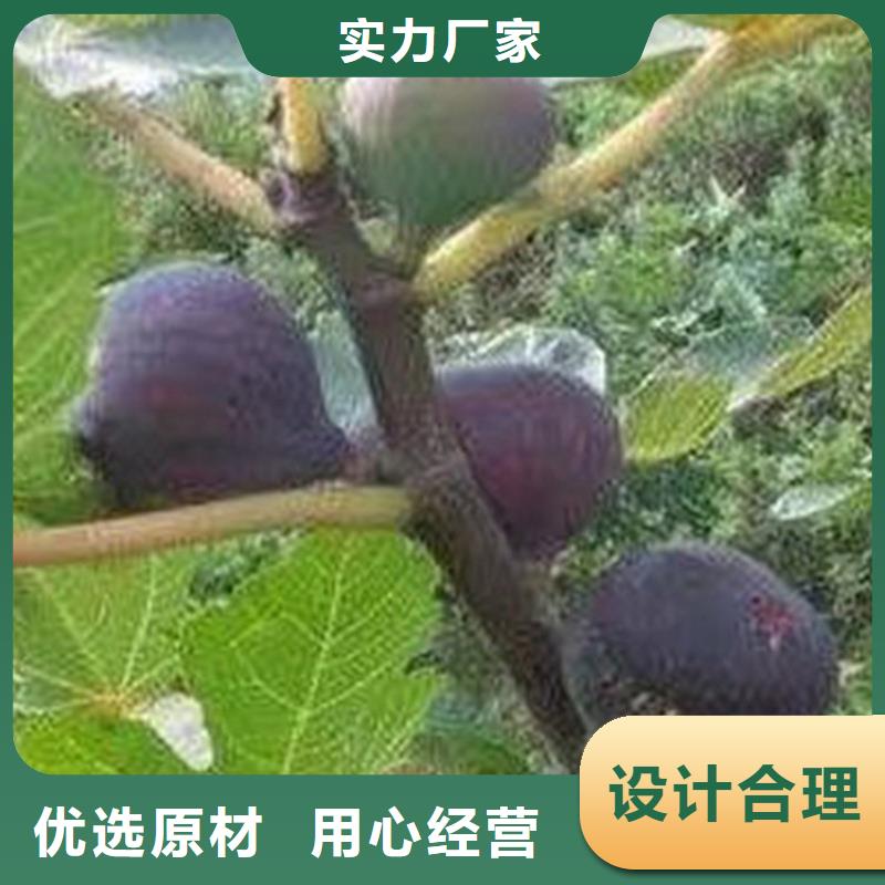 无花果梨树苗产地货源
