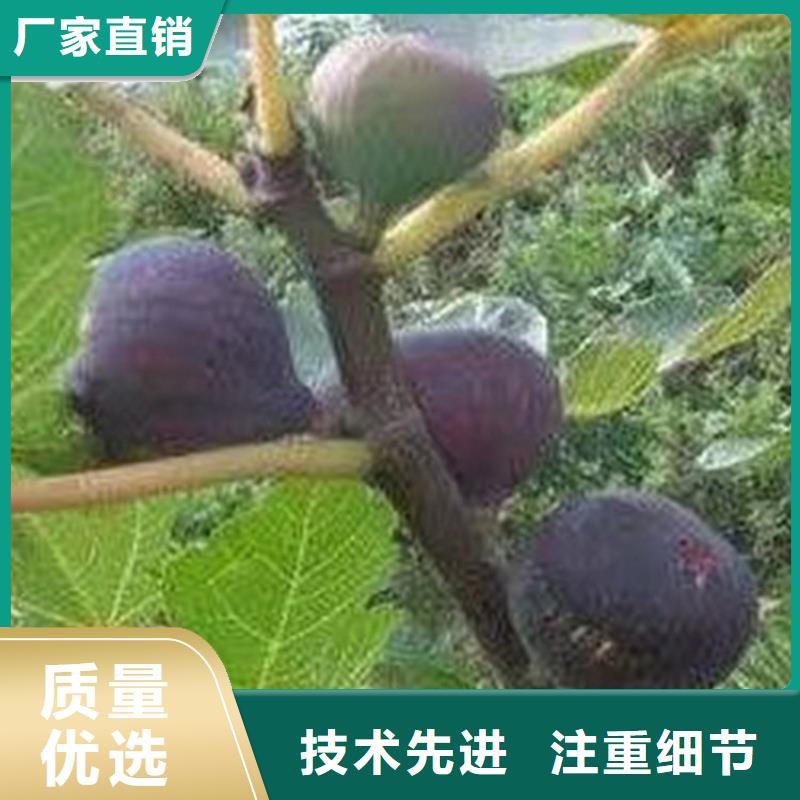 无花果玛瑙红石榴苗好品质经得住考验