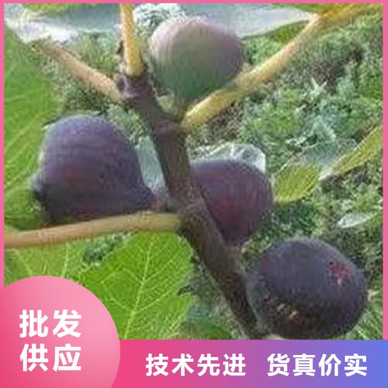 无花果樱桃苗支持定制加工