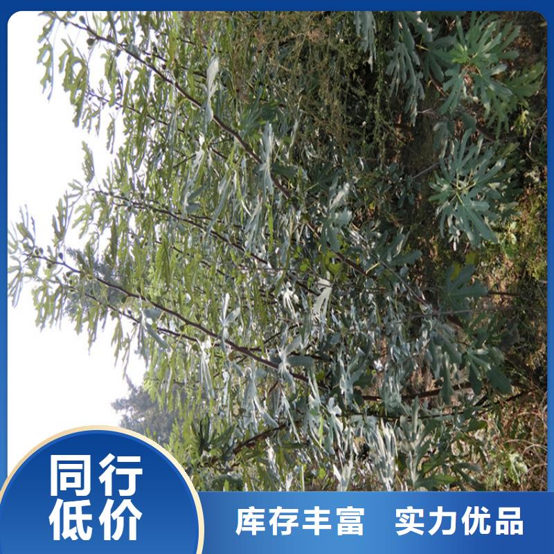 【无花果石榴树苗厂家直发】