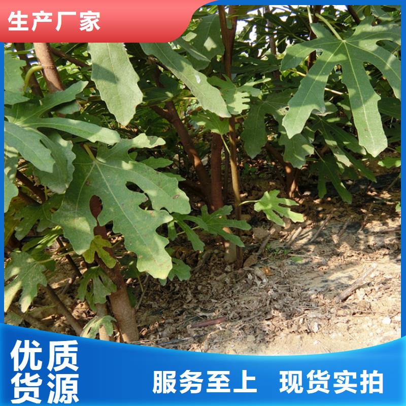 无花果杏树苗精选货源