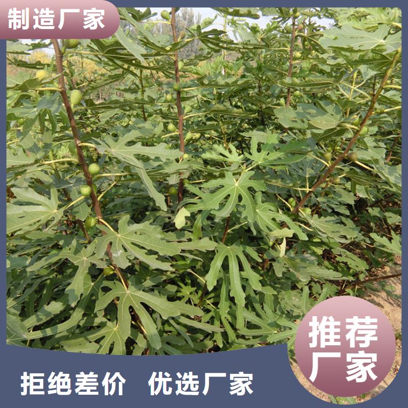 无花果玛瑙红石榴苗好品质经得住考验