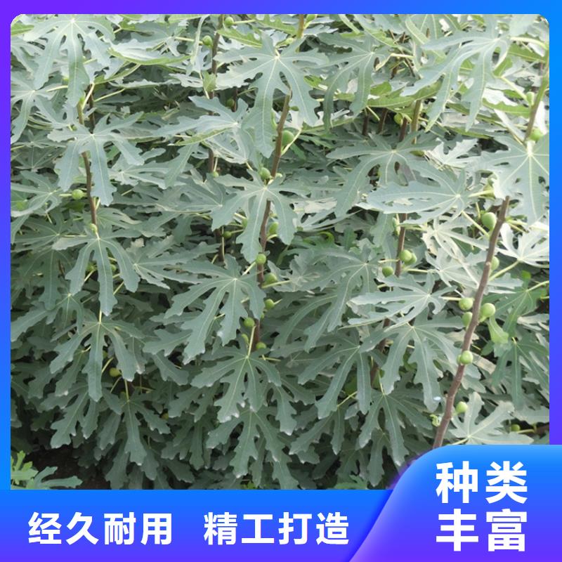 【无花果石榴树苗厂家直发】