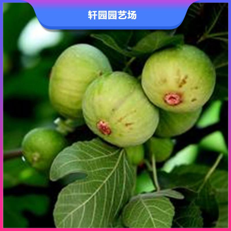 无花果樱桃苗支持定制加工