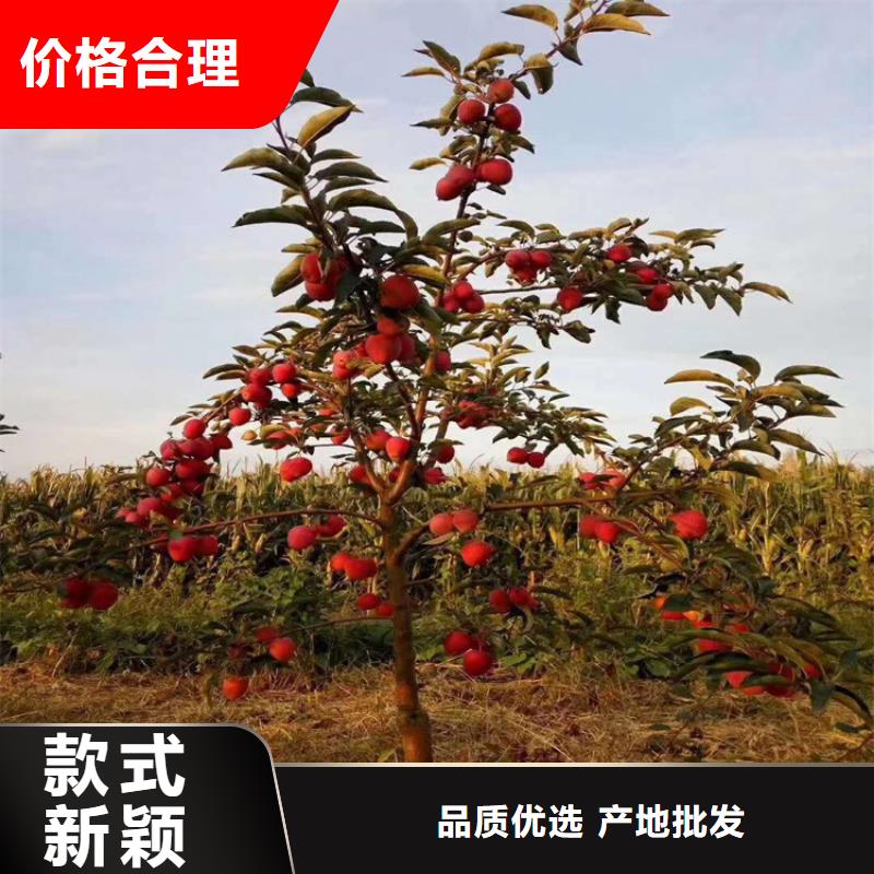 苹果樱桃苗多种规格供您选择