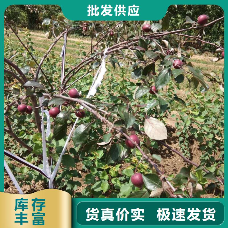 苹果樱桃苗多种规格供您选择