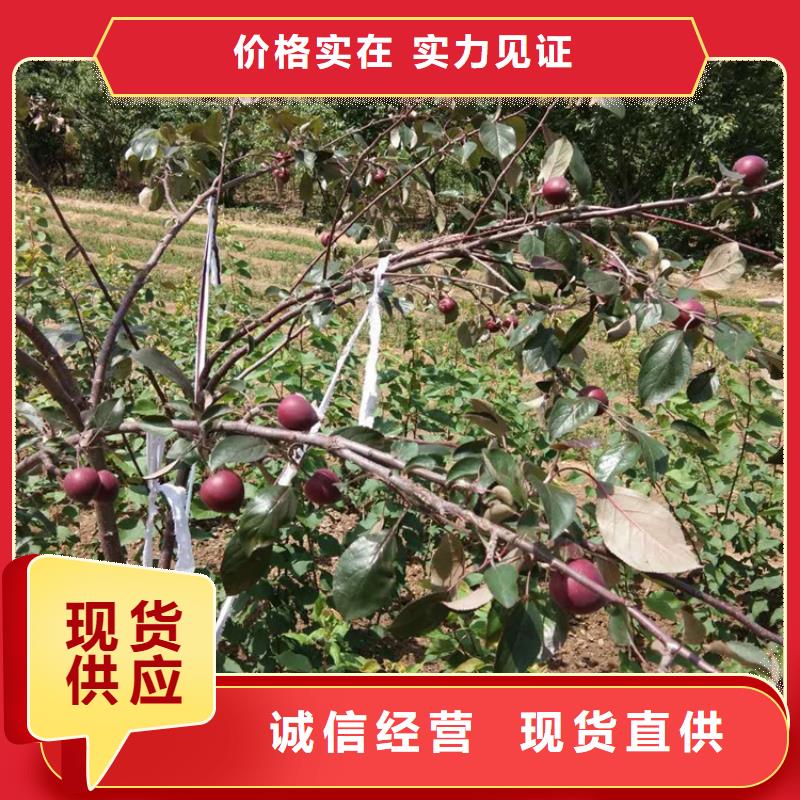 苹果_嘎啦苹果货源直销