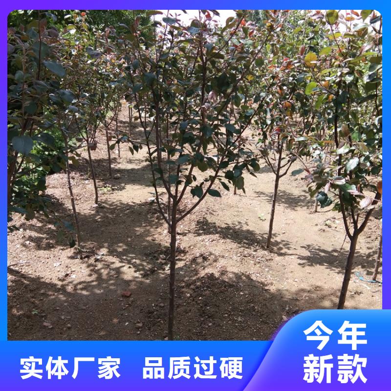 苹果【猕猴桃苗】品质信得过