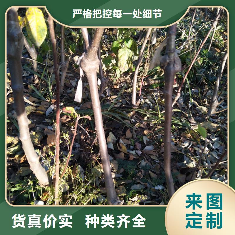 苹果_嘎啦苹果货源直销
