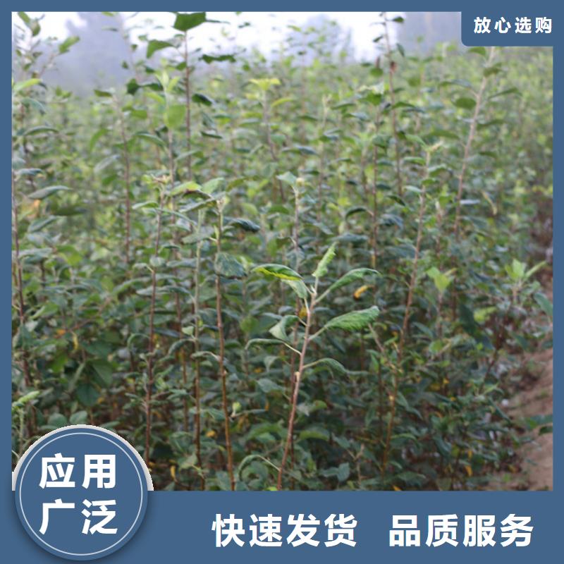 苹果_嘎啦苹果货源直销