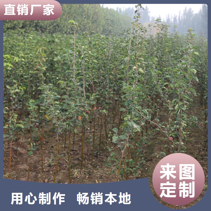 苹果樱桃苗多种规格供您选择