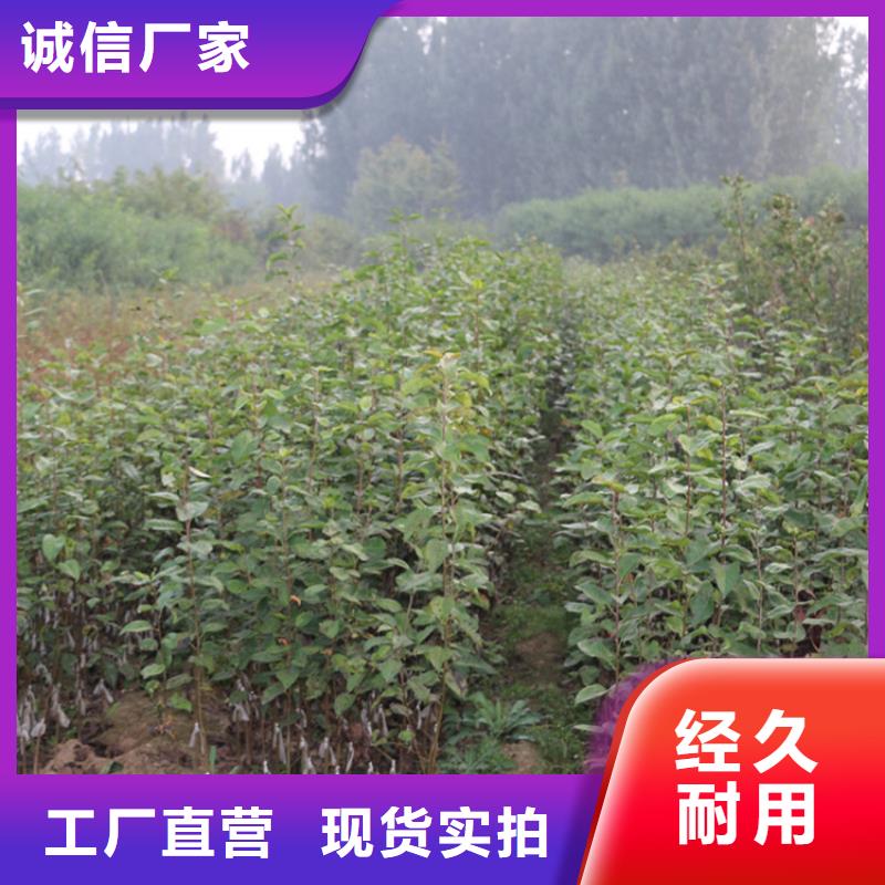 苹果樱桃苗多种规格供您选择