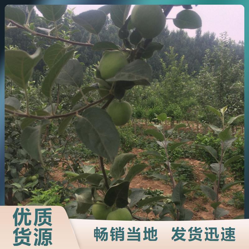 苹果_嘎啦苹果货源直销