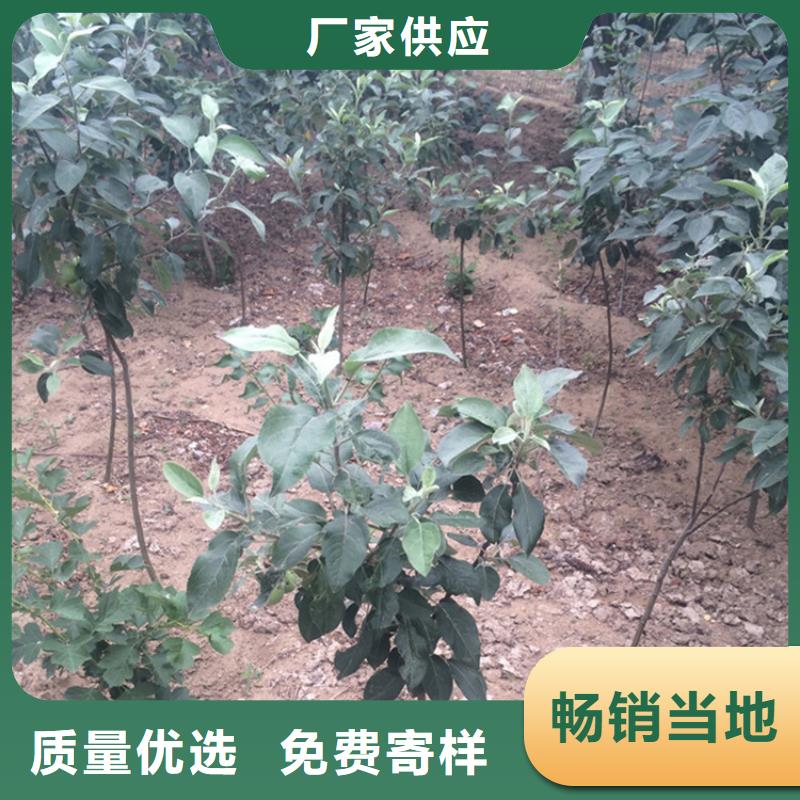 苹果_嘎啦苹果货源直销
