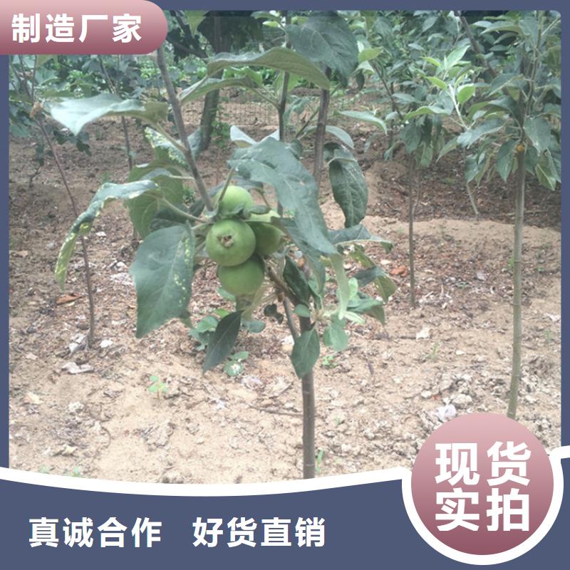 苹果_嘎啦苹果货源直销