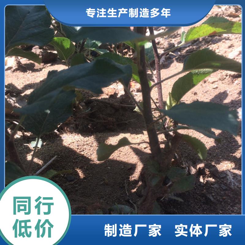 苹果_嘎啦苹果货源直销