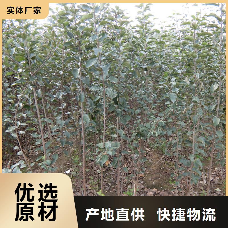 苹果_嘎啦苹果货源直销
