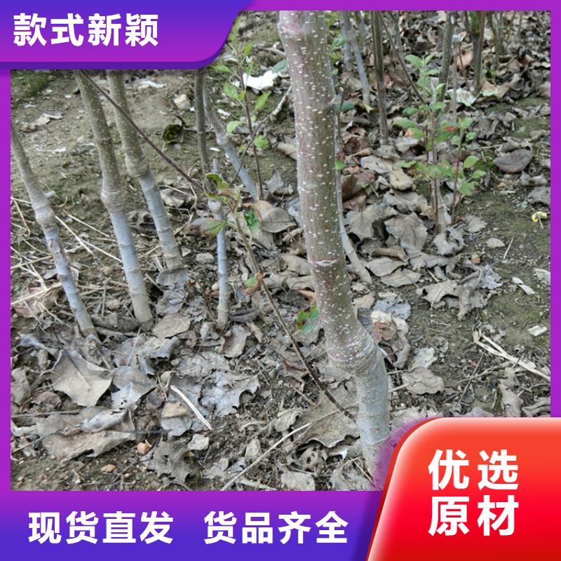 苹果_嘎啦苹果货源直销