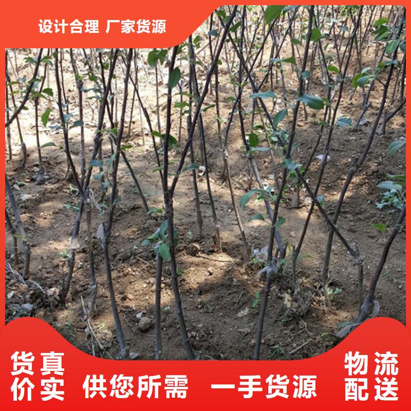 苹果_嘎啦苹果货源直销