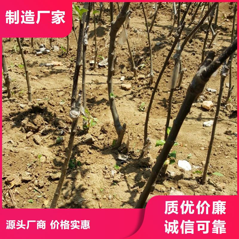 苹果_嘎啦苹果货源直销