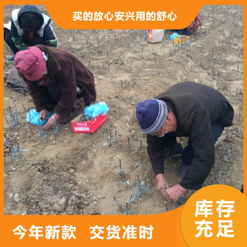 苹果【猕猴桃苗】品质信得过