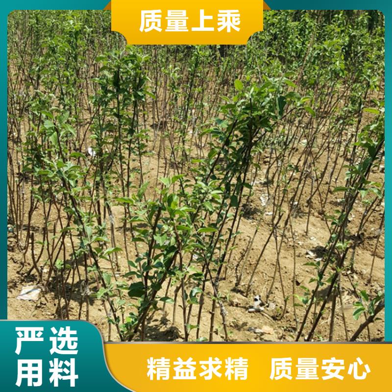 苹果樱桃苗多种规格供您选择
