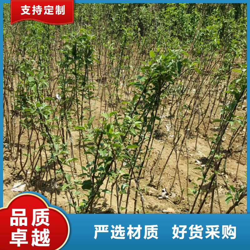 苹果【猕猴桃苗】品质信得过