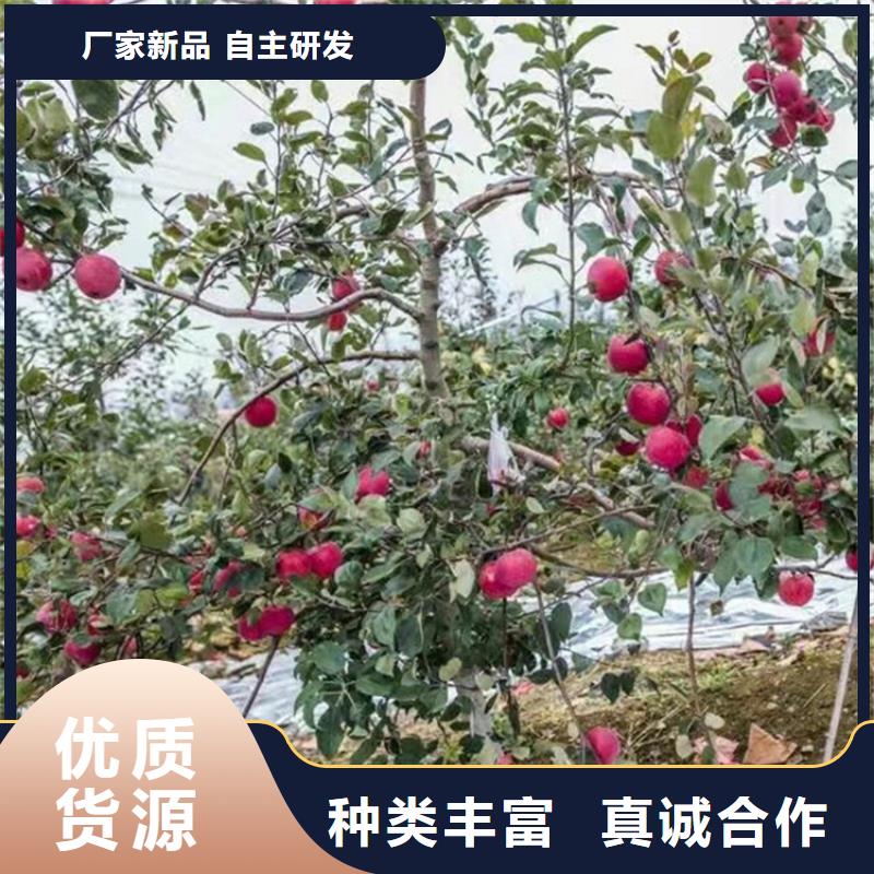 苹果_嘎啦苹果货源直销
