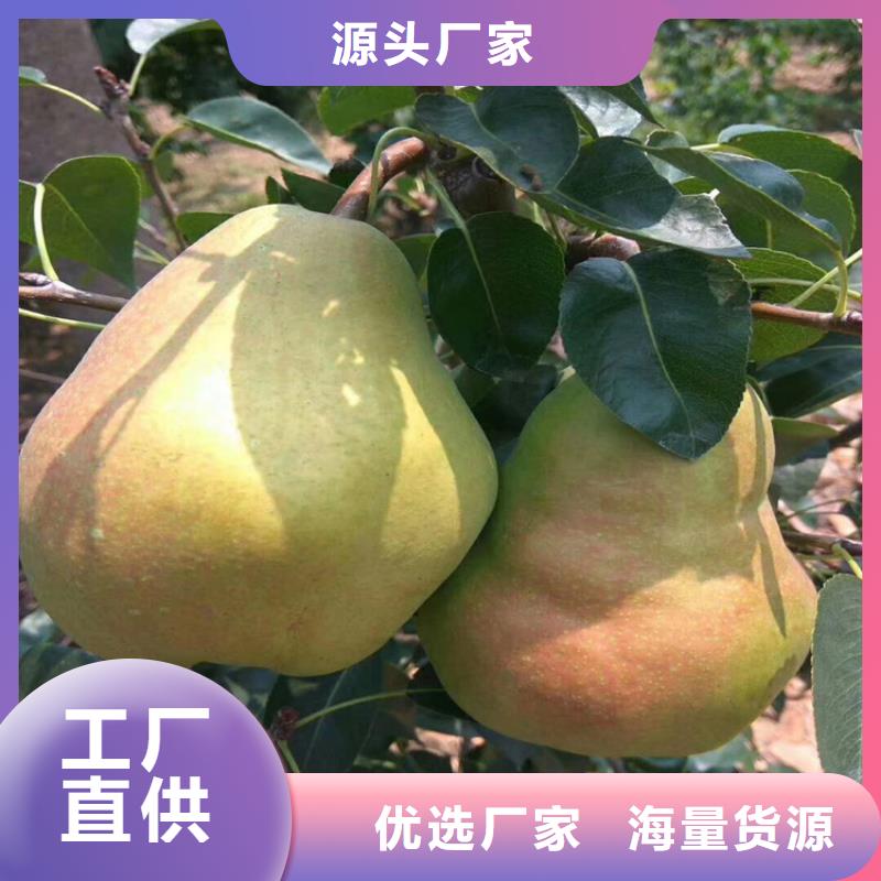 杏树苗视频-杏树苗|内蒙古包头市|乌海|呼伦贝尔|兴安|乌兰察布|锡林郭勒|赤峰