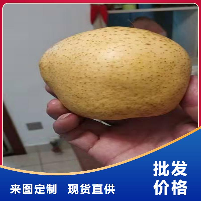 杏树苗视频-杏树苗|内蒙古包头市|乌海|呼伦贝尔|兴安|乌兰察布|锡林郭勒|赤峰