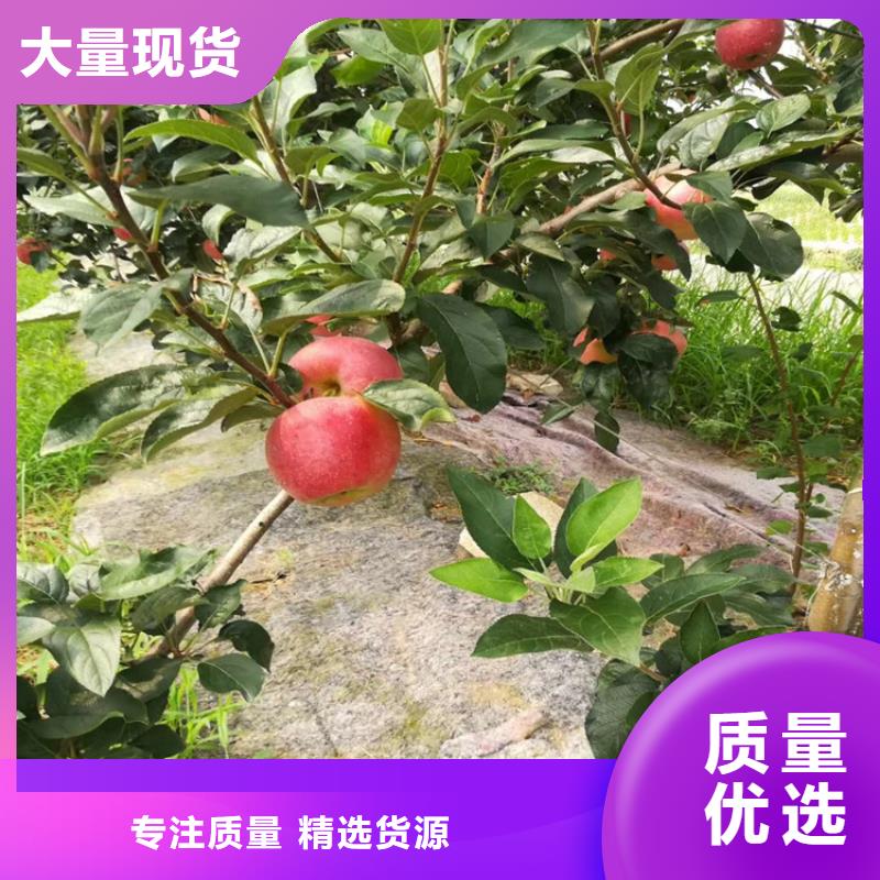 杏树苗视频-杏树苗|内蒙古包头市|乌海|呼伦贝尔|兴安|乌兰察布|锡林郭勒|赤峰