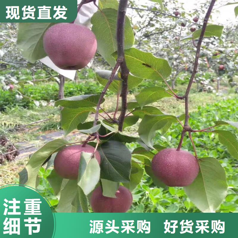 梨树樱桃苗工艺精细质保长久